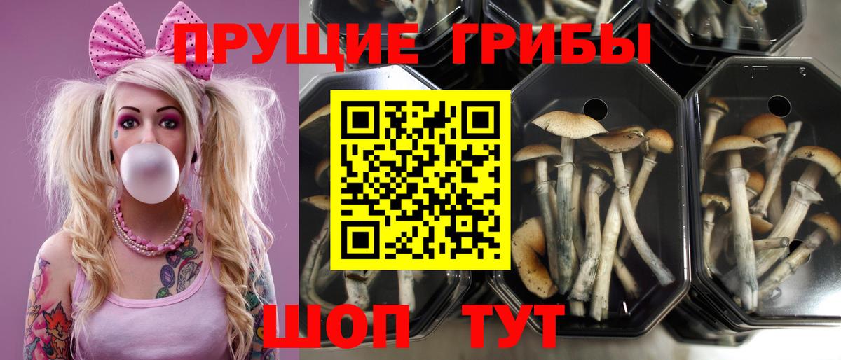 Псилоцибиновые грибы Cubensis  Вход с VPN  Кстово  Псилоцибиновые грибы мицелий 